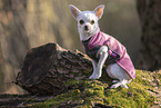 Chihuahua