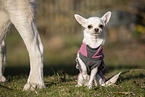 Chihuahua
