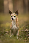 old Chihuahua