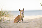 old Chihuahua