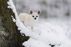 male Chihuahua