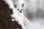male Chihuahua