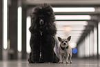 2 dogs