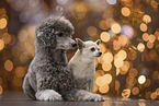 2 dogs