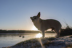 male Chihuahua