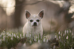 male Chihuahua