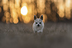 male Chihuahua