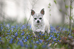 male Chihuahua