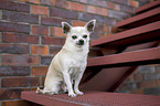 male Chihuahua