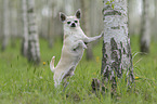 male Chihuahua