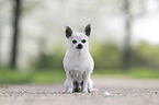 male Chihuahua
