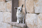 male Chihuahua