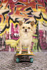 Chihuahua in front of scratchwork