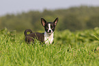 young Chihuahua