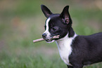 young Chihuahua