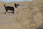 young Chihuahua