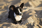 young Chihuahua