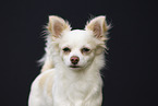 adult Chihuahua