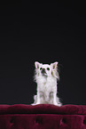 Chihuahua in studio