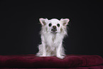 Chihuahua in studio
