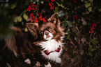 male Chihuahua