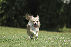 female Chihuahua