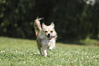 female Chihuahua
