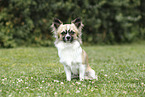 male Chihuahua
