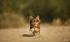 adult Chihuahua