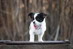 Chihuahua Puppy