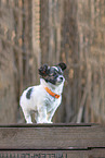 Chihuahua Puppy
