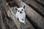 male Chihuahua