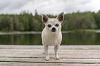 male Chihuahua