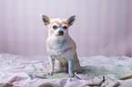 male Chihuahua