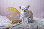 male Chihuahua