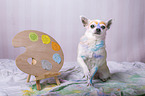 male Chihuahua