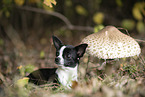 Chihuahua