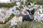 Chihuahua
