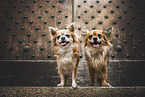 Chihuahuas
