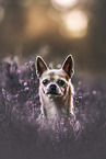 male Chihuahua