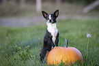 Chihuahua