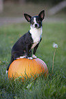 Chihuahua