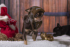 Chihuahua