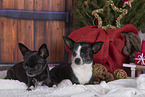 Chihuahus