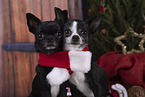 Chihuahus