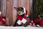 Chihuahua