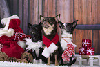 Chihuahus