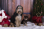 dogs