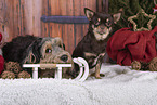 dogs