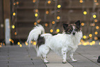 longhaired Chihuahua